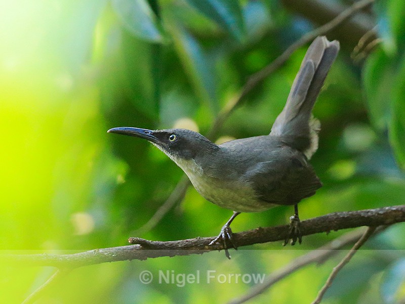 Grey Trembler, St. Lucia - Grey Trembler