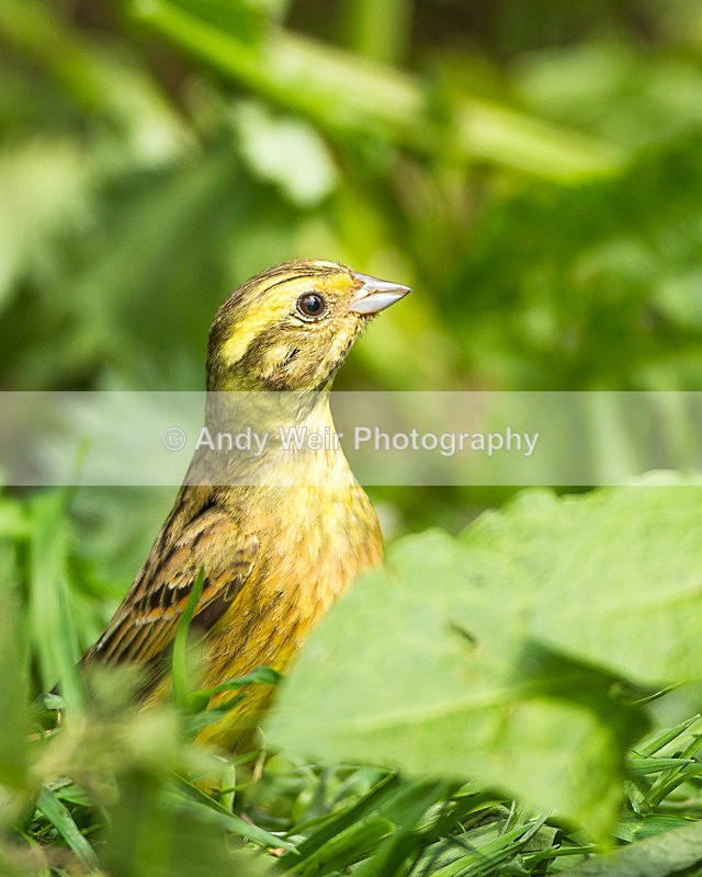 20130609-_MG_3980 - Buntings
