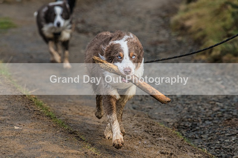 Loopy Latrigg-1172 - Kong Loopy Latrigg Fell Race Saturday 21st December 2024