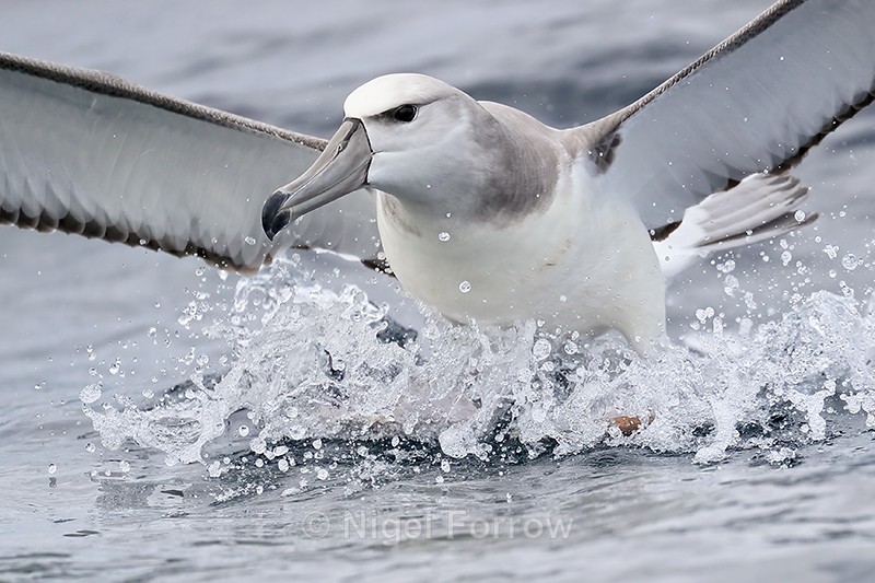 Shy Albatross lands on ocean, South Africa - Shy Albatross