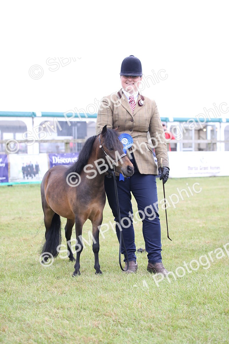 SBM_03538 - Class 23-25 - British Miniature Horse of the Year