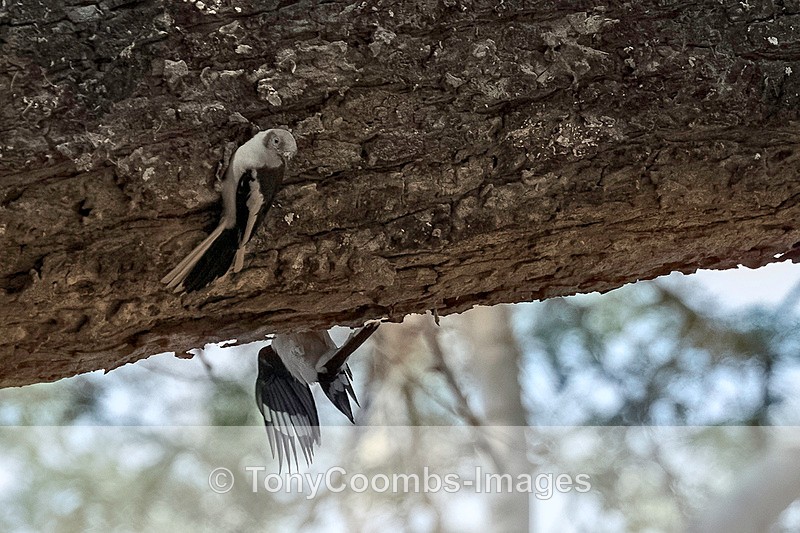 White-crested Helmetshrike - Mana Pools ~ The Birds