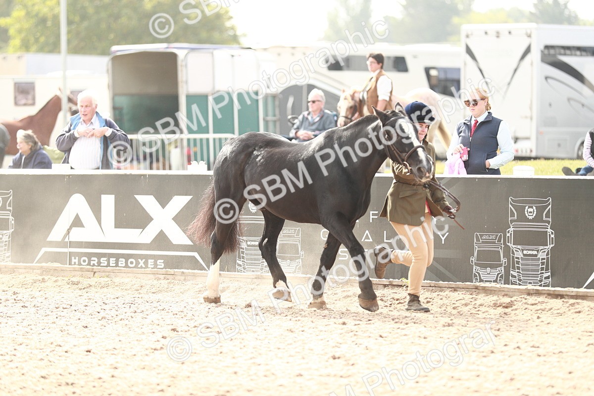 SBM_11781 - Class 206 IH Non Show Type Pony