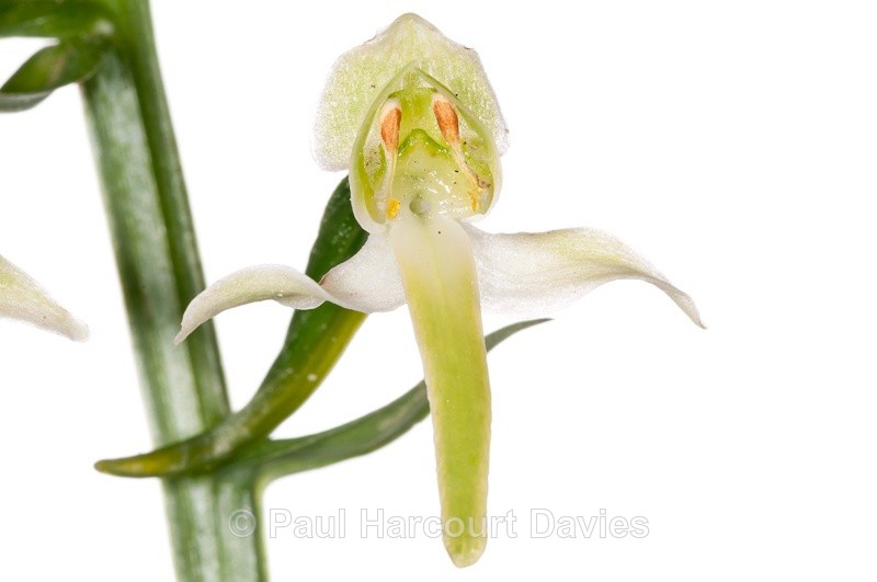  - WB: Orchids - Various