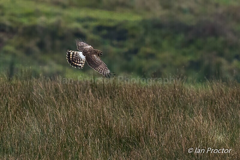 Fantailastic! - Hen Harrier - Nature