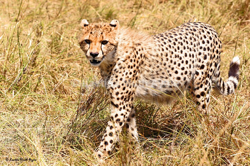 IMG_1403 Maasai Mara - Leos & Cheetahs