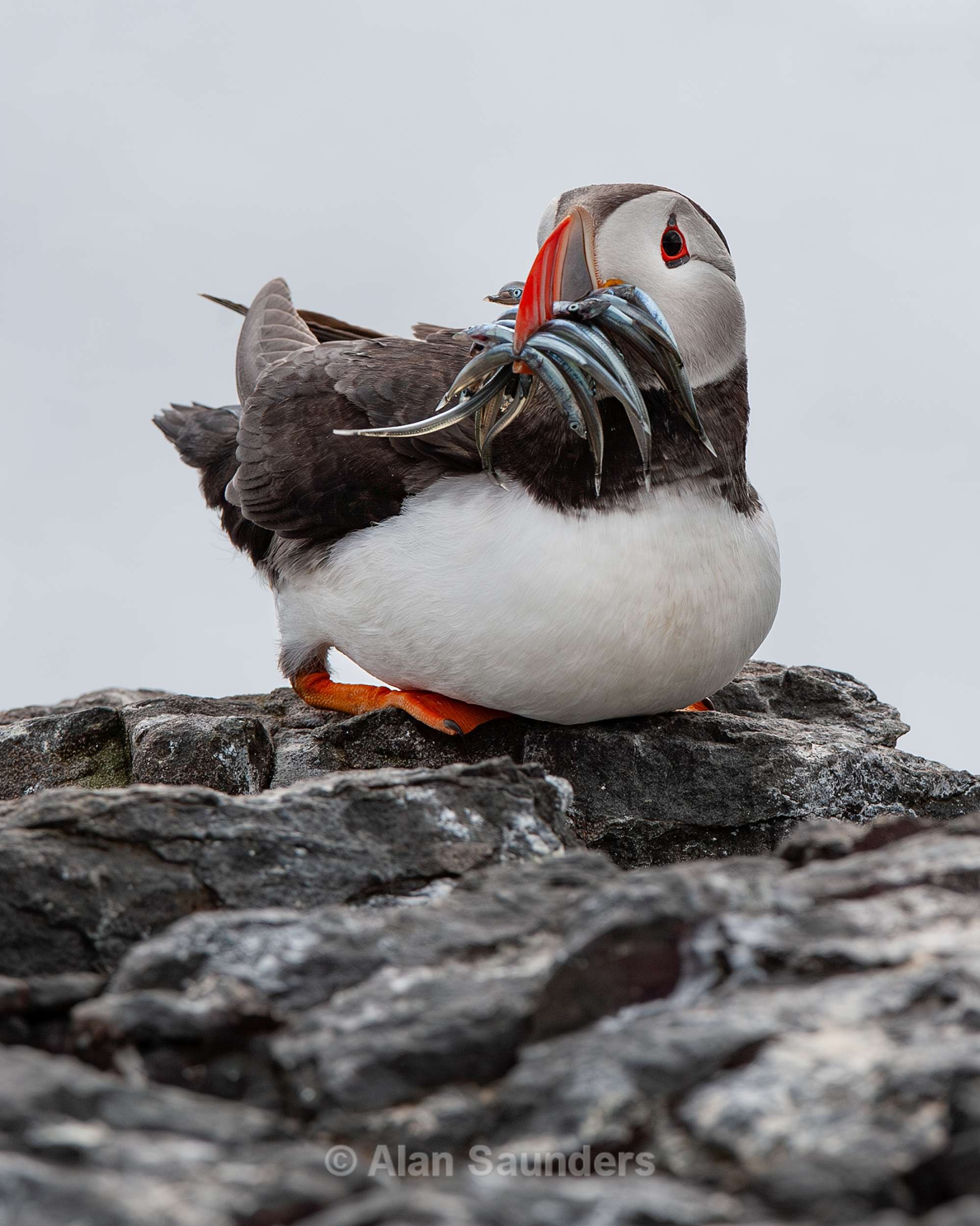 Puffin 2