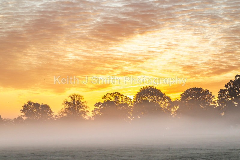 4KJS0737 - Trees in Abington Park