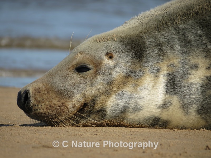 Adult Grey Seal - Animals
