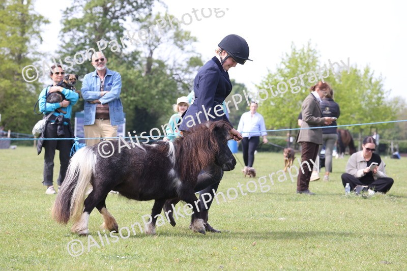20260426-3203 - Class 26 - Shetland Ponies and Minitures