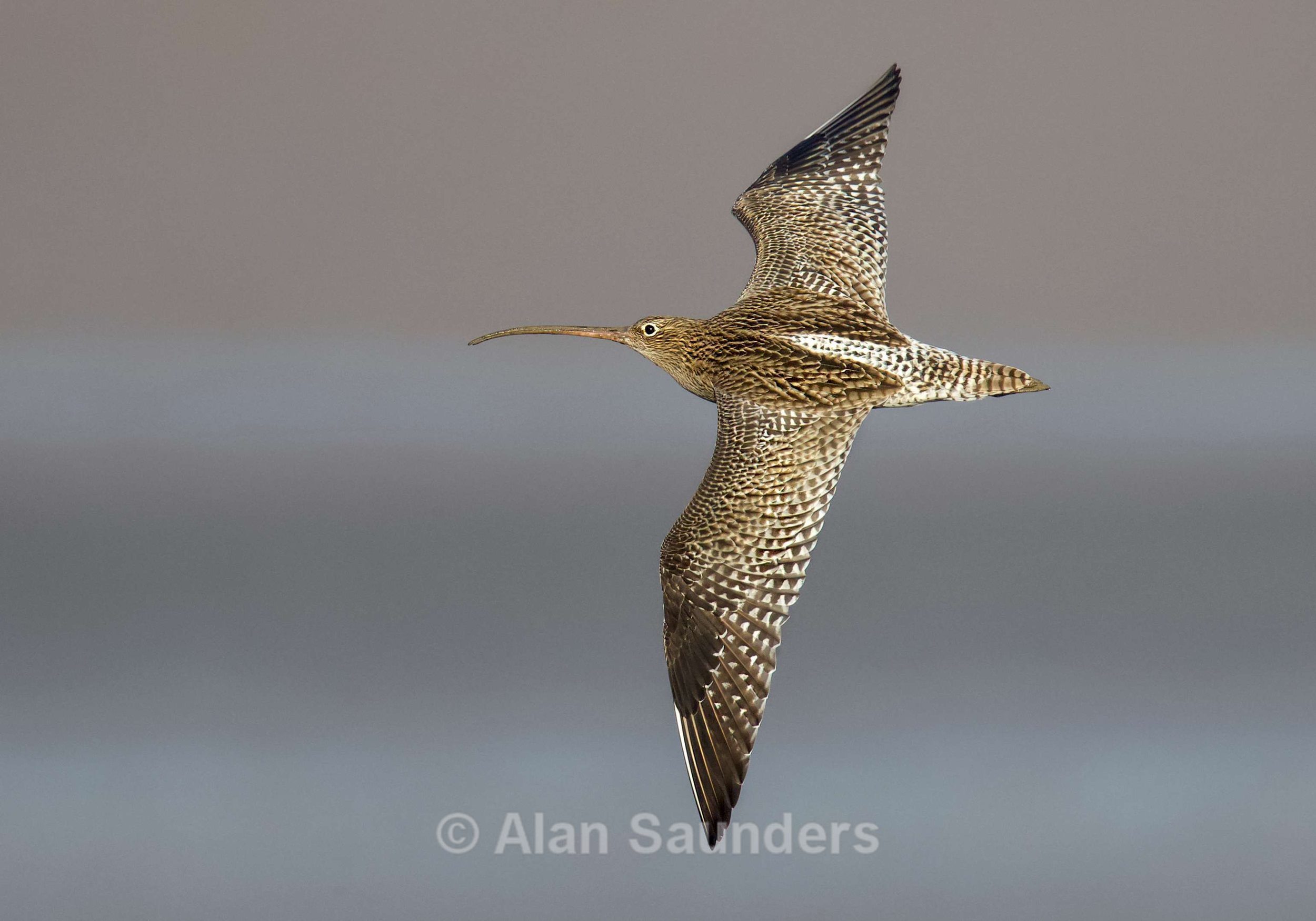 Eurasian Curlew 60