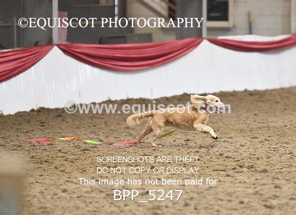 BPP_5247 - CLASS 5 HORSE AND HOUND
