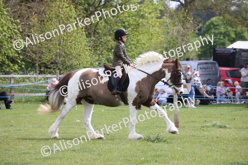 20260426-4354 - Class 34 - Best Riding Horse Over 14.2hh