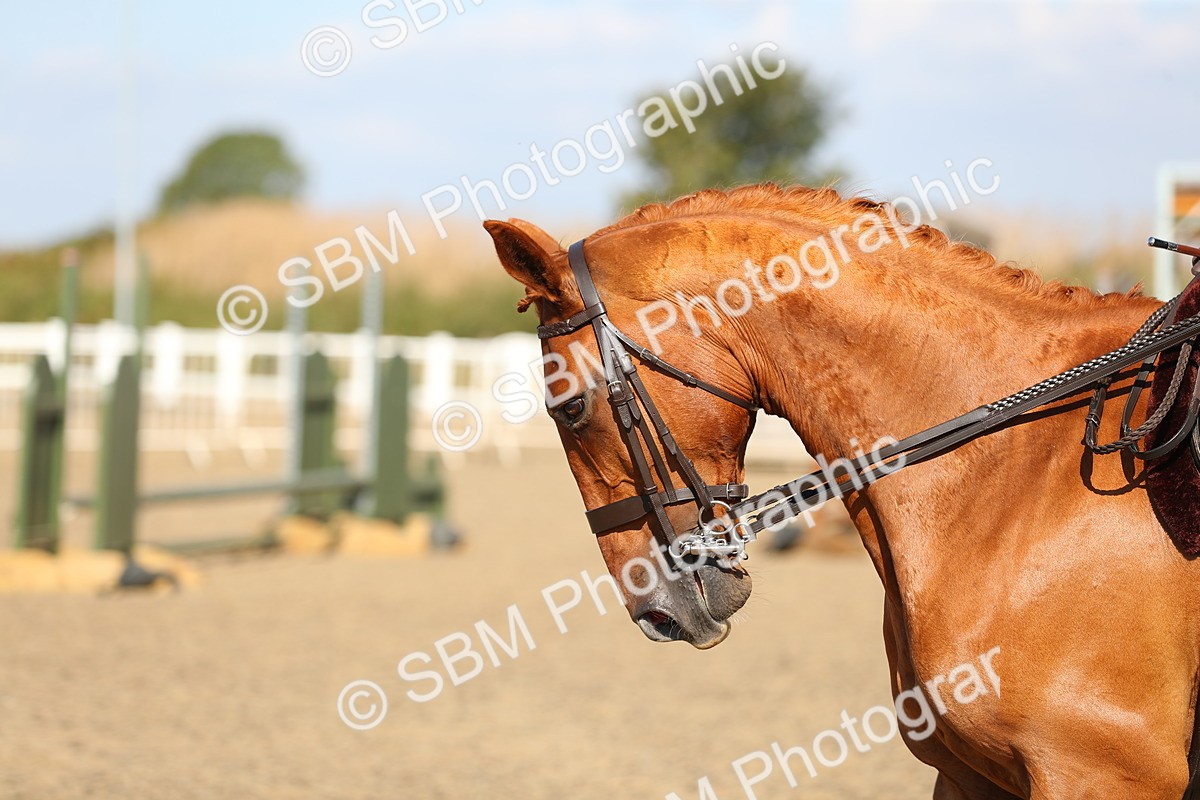 SBM_02297 - Class 43 Ridden Competition Horse/Pony