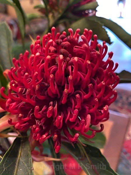 Sth African Protea - MACRO & CLOSE UPS 2