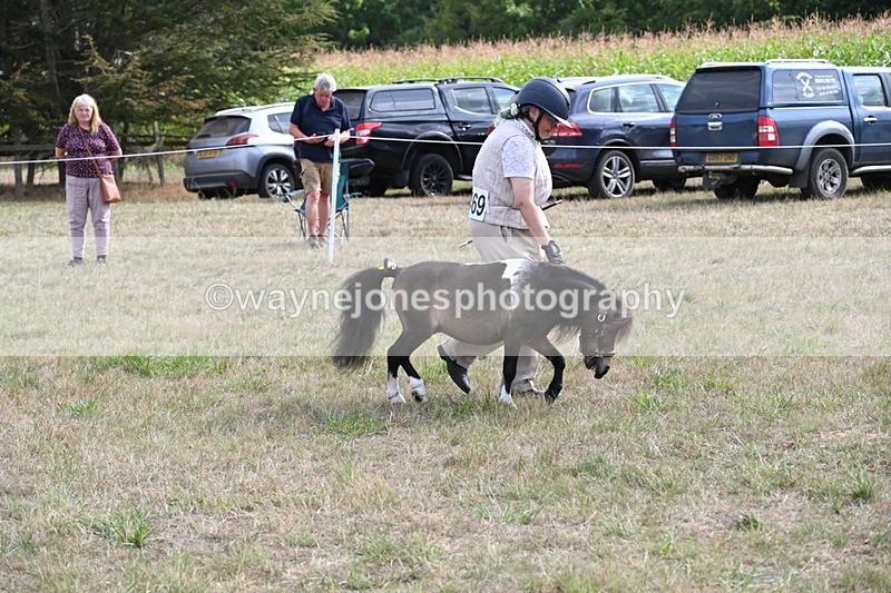 WJ6_7019 - Class 21 Shetland & Mini Horses