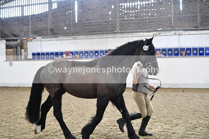 WJ5_4567 - Class 3 Part Bred In hand