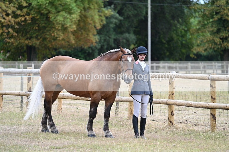 WJ7_8893 - Class 4a Prettiest Mare 14.2hh and over