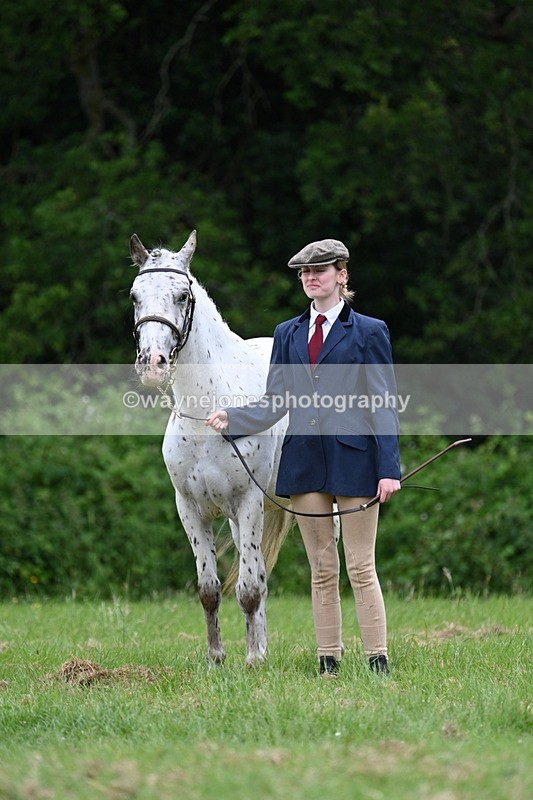 WJ7_4420 - Class 14B Prettiest Mare