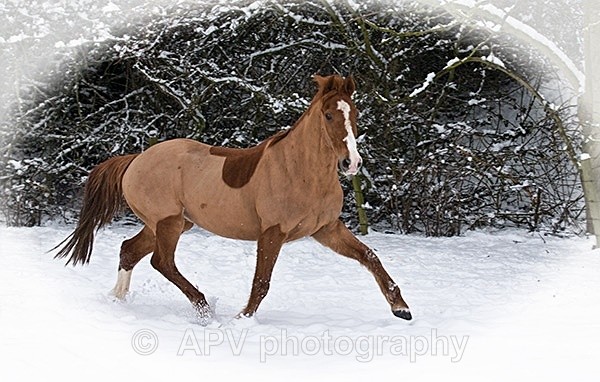 - Horses'n'Ponies