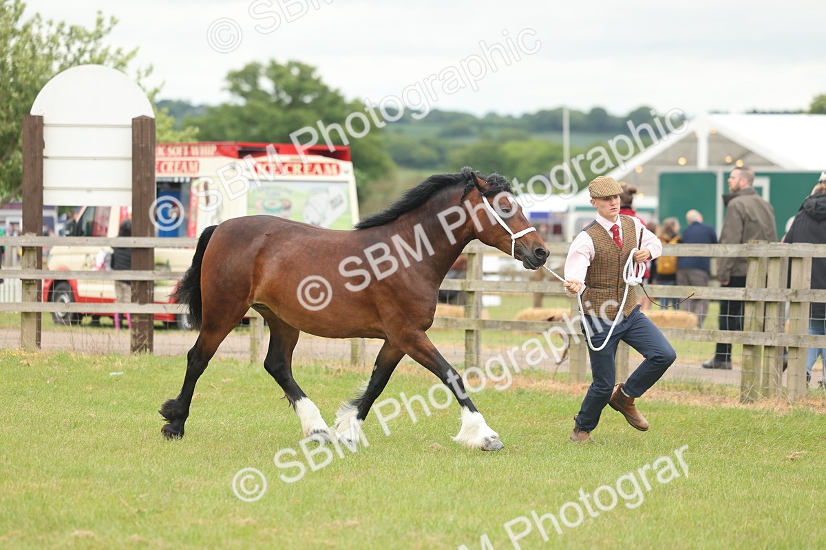 SBM_04844 - Class 50-57 - M&M Welsh Pony In Hand