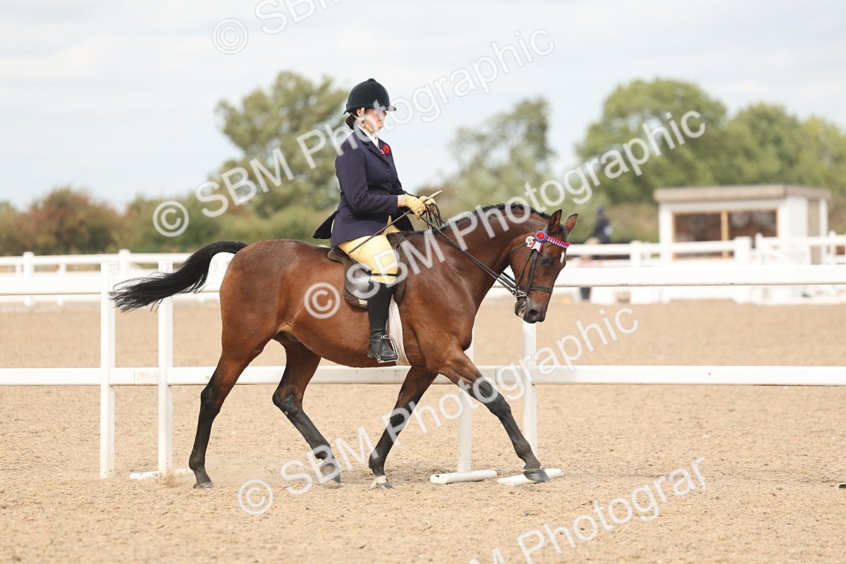 SBM_15968 - Class 311 - Ridden Show pony-Show hunter Pony