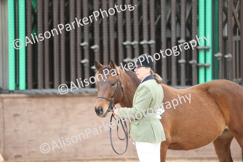 20251109-1090 - Class 29 - Geldings 4 Years and over