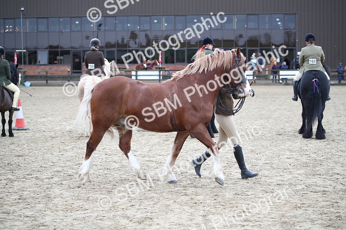 SBM_006424 - Class 10-13 - RIHS Small Large Breeds