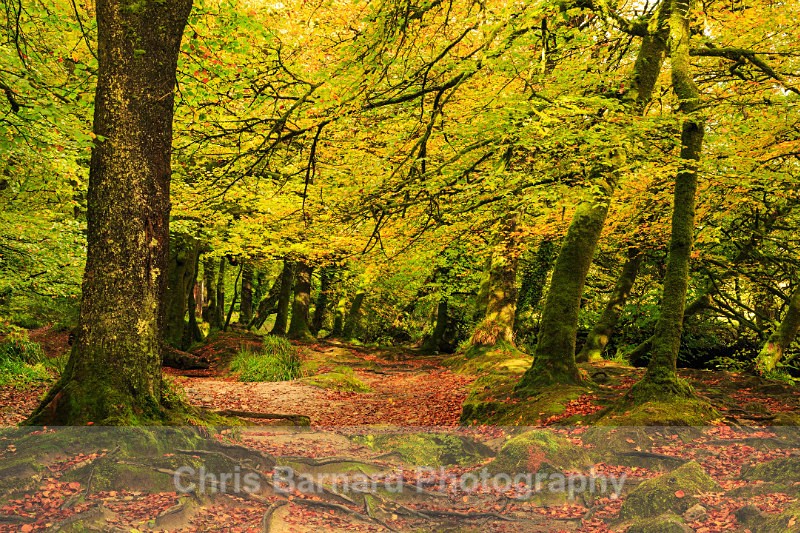 LH0A7970 - Golitha Falls