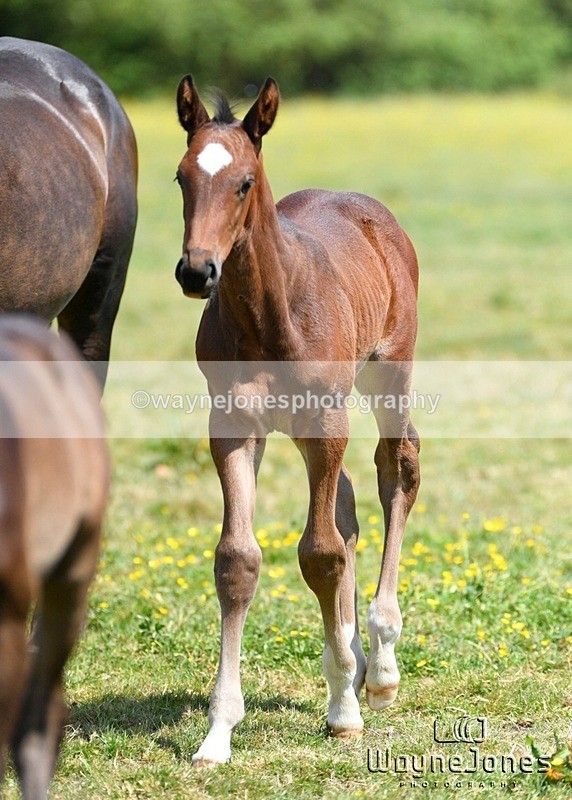 WJ5_4054 - Lyford Stud - Foals 01-06-25