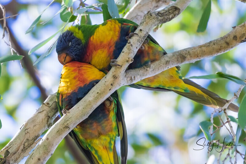 Snuggle Buddy 0A3A4754 - Lorikeets