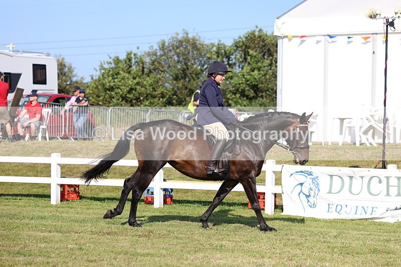 3E7A5304 - Class 2: Rising Star Large Hack/Riding Horse