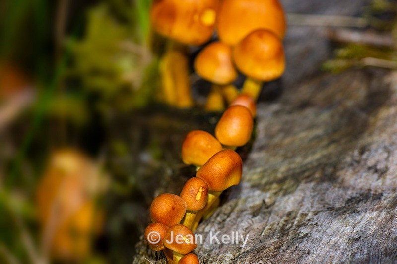Sulphur Tuft Fungi - DSC_1893 - Fungi