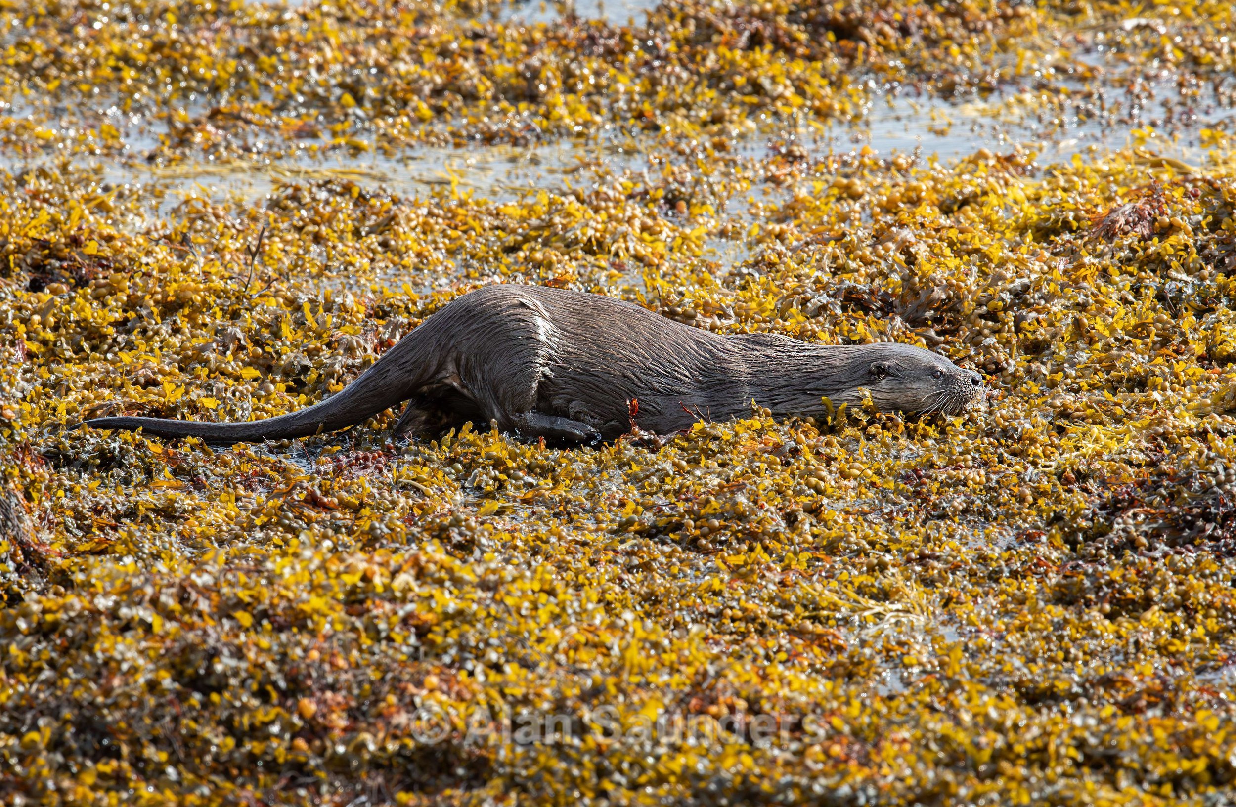Eurasian Otter 25