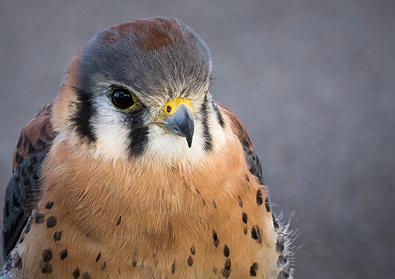 Wildlife photography by Diana Uzun