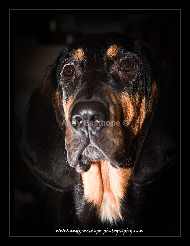 Rufus-10a - Pets