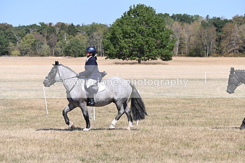 WJ6_8821 - Class 38 Ridden Riding Horse/Pony