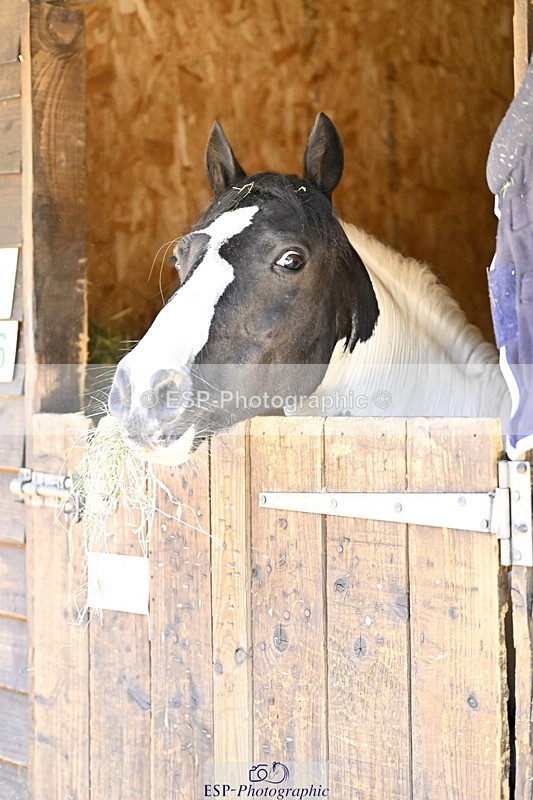 240728B-092314-00004 - Sunday Stable Shots and Fancy Dress