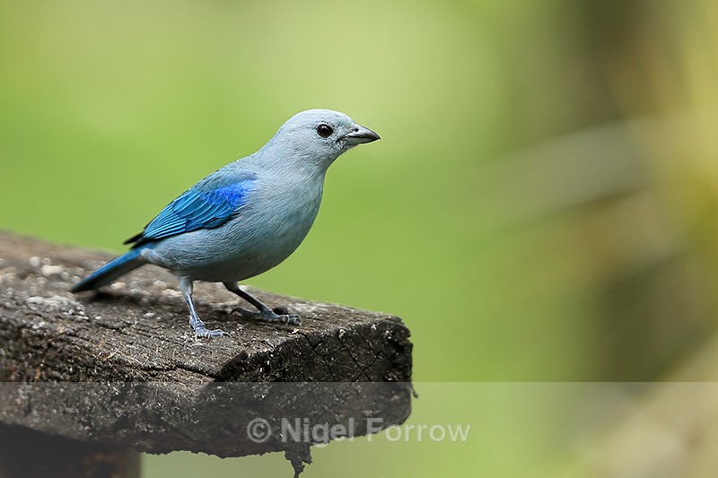 Blue-grey Tanager at feeder, Buena Vista, Costa Rica - Blue-grey Tanager