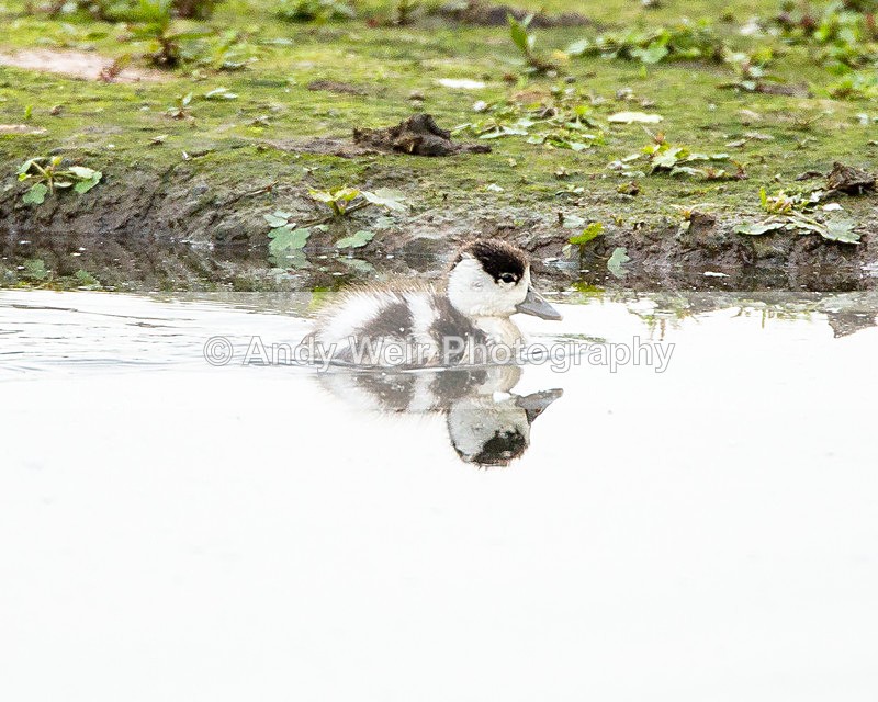 20140527-3K8A1867 - Shelduck