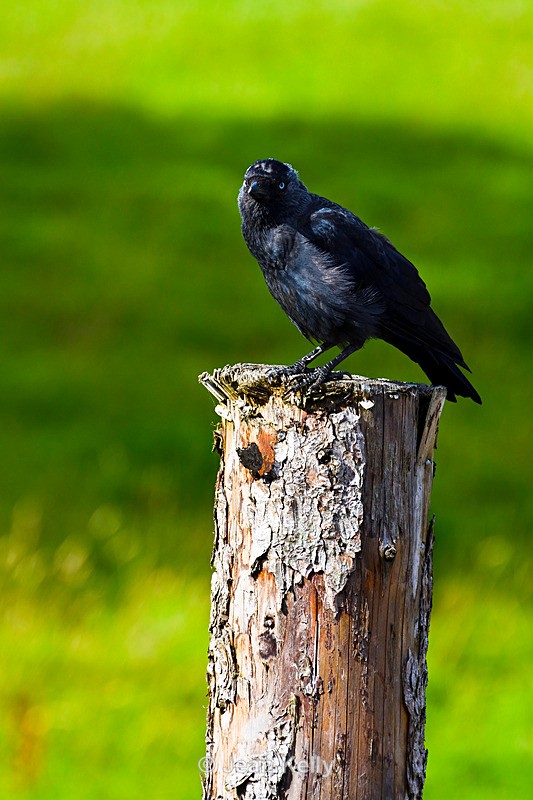 Hooded Crow - 2310_00010 - Birds