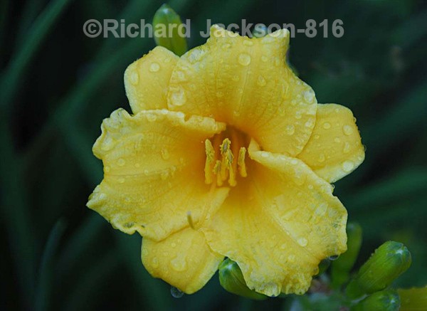Rain Soaked - Flowers
