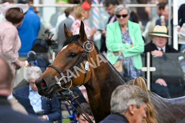 240824-Race 3-Breege-1477 - Race 3 3.00pm Sky Bet City Of York Stakes