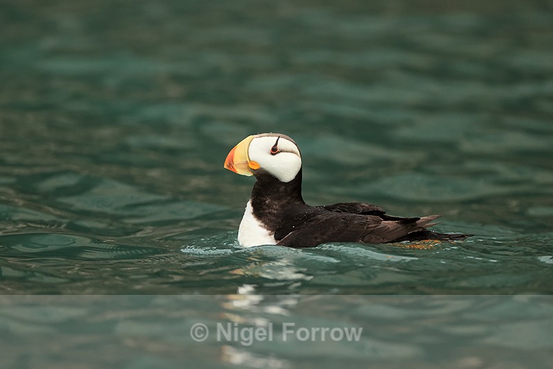 Swimming Horned Puffin, Duck Island, Alaska - Horned Puffin