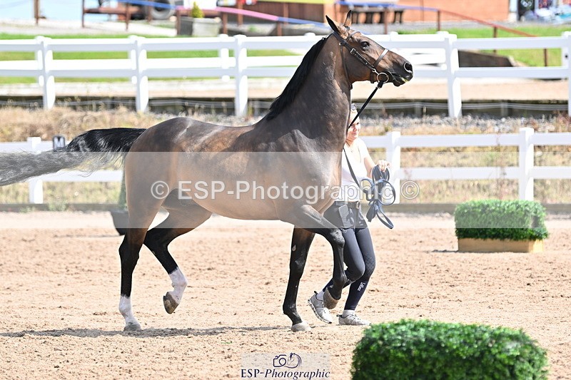 240717A-154613-03053 - Trot Up 3pm to 4pm