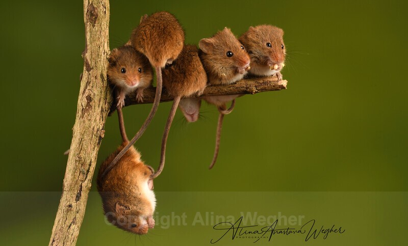  - Wildlife