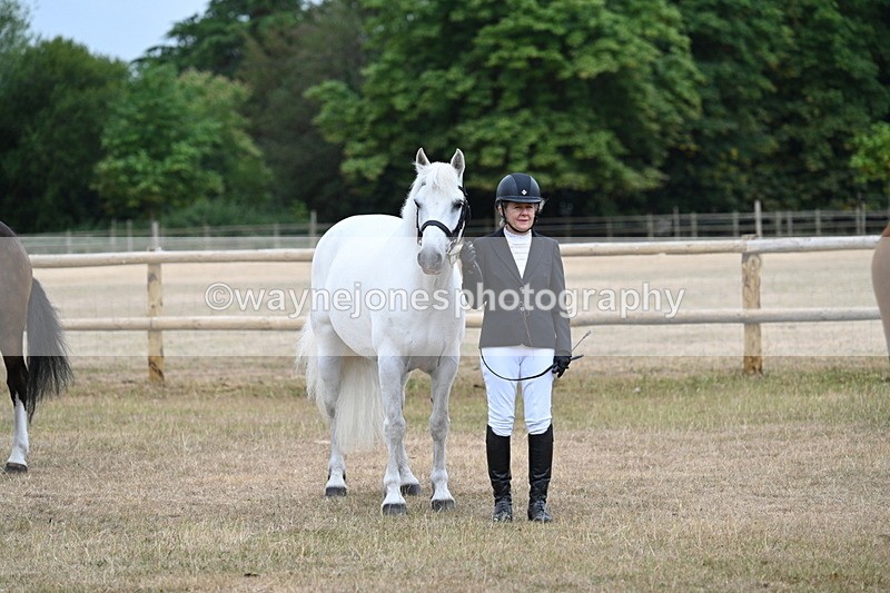 WJ7_0071 - Class 5a Most Handsome Gelding (above 14.2hh)