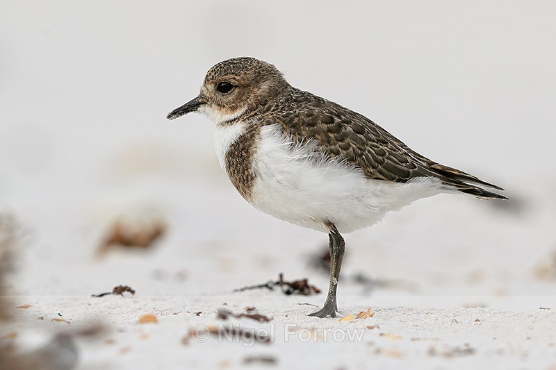Two-banded Plover (juvenile) close side view, Volunteer Point - Two-banded Plover