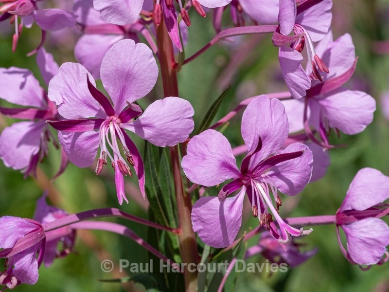 Rose-bay willowherb (Epilobium angustifolium) - Flower Portraits
