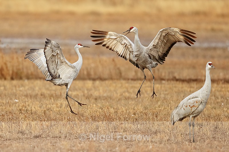 Sandhill Cranes jumping, Bosque del Apache, New Mexico - Sandhill Crane